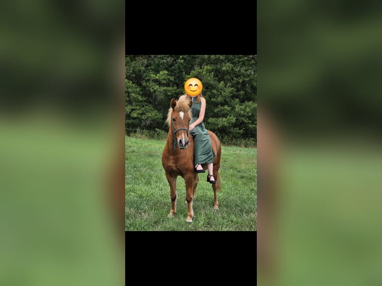 Islandpferd Stute 14 Jahre 138 cm Fuchs in Nohfelden