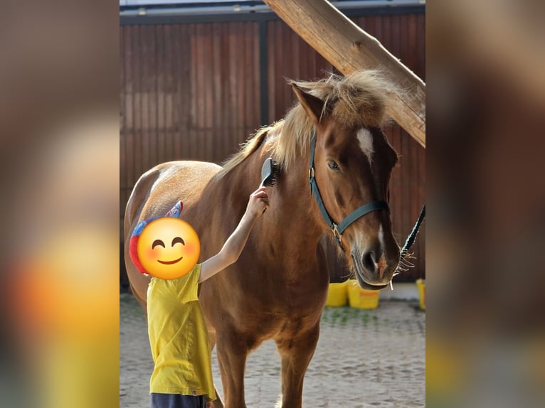 Islandpferd Stute 14 Jahre 138 cm Fuchs in Nohfelden