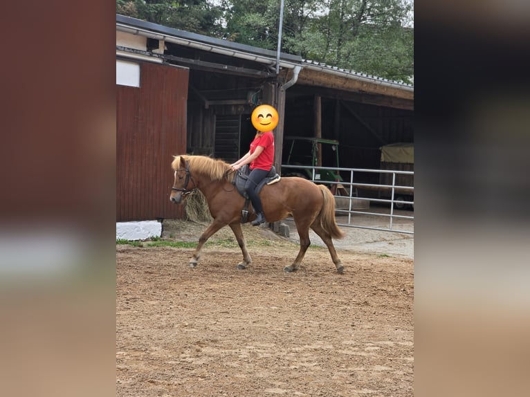 Islandpferd Stute 14 Jahre 138 cm Fuchs in Nohfelden