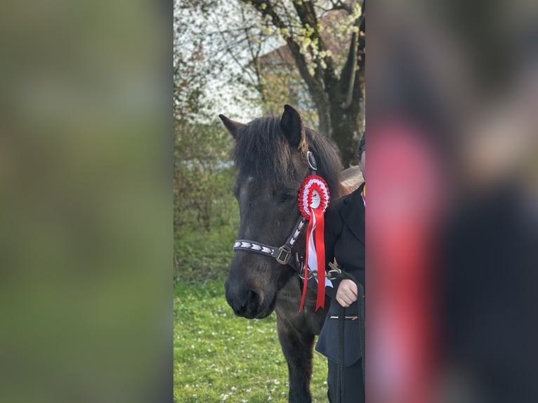 Islandpferd Stute 14 Jahre 138 cm Rappe in St.Veit an der Glan