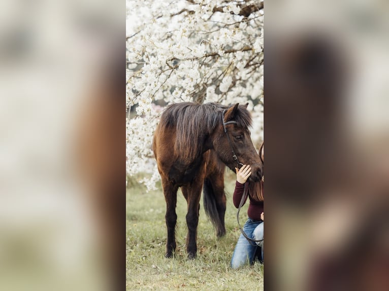 Islandpferd Stute 14 Jahre 138 cm Rappe in St.Veit an der Glan