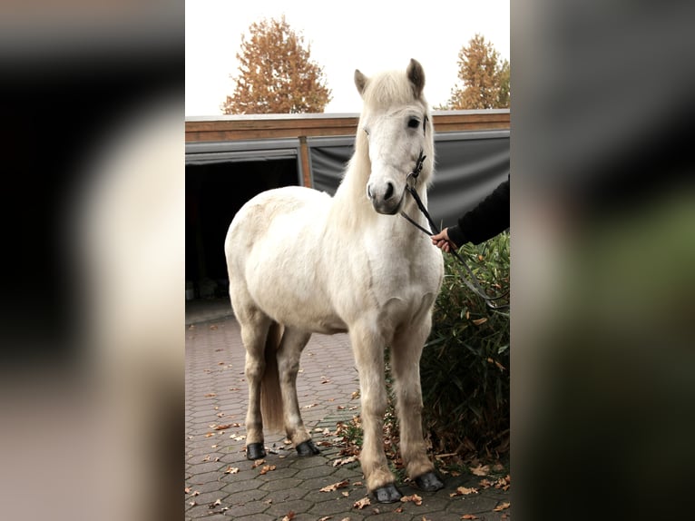Islandpferd Stute 14 Jahre 138 cm Schimmel in Soltau