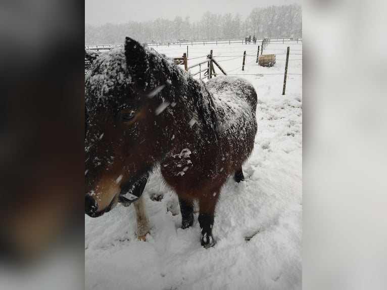 Islandpferd Stute 14 Jahre 140 cm Brauner in Dreumel