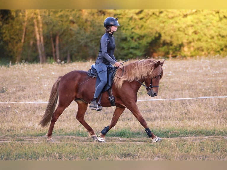 Islandpferd Stute 14 Jahre 140 cm Fuchs in Brauneberg
