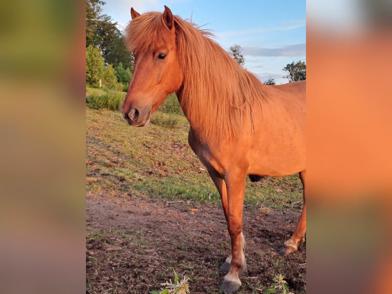 Islandpferd Stute 14 Jahre 140 cm Fuchs in Lindlar