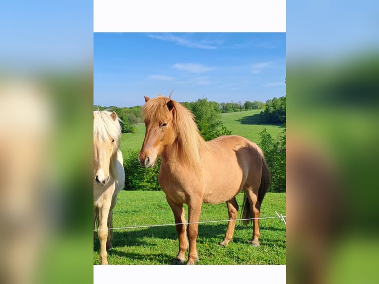 Islandpferd Stute 14 Jahre 140 cm Fuchs in Lindlar