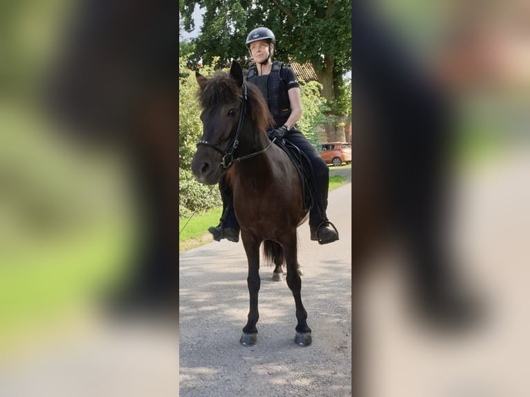 Islandpferd Stute 14 Jahre 140 cm Rappe in Petershagen