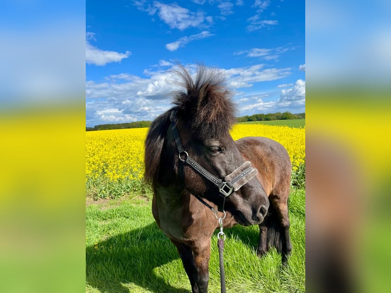 Islandpferd Stute 14 Jahre 140 cm Rappe in Petershagen