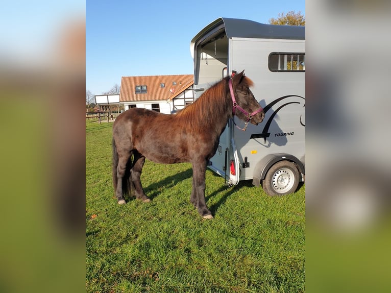 Islandpferd Stute 14 Jahre 140 cm Rappe in Petershagen
