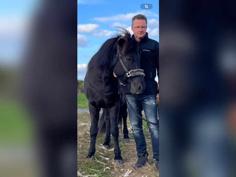 Islandpferd Stute 14 Jahre 140 cm Rappe in Petershagen