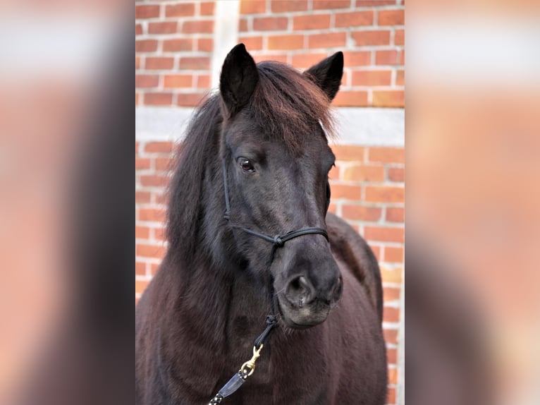 Islandpferd Stute 14 Jahre 140 cm Rappe in Petershagen