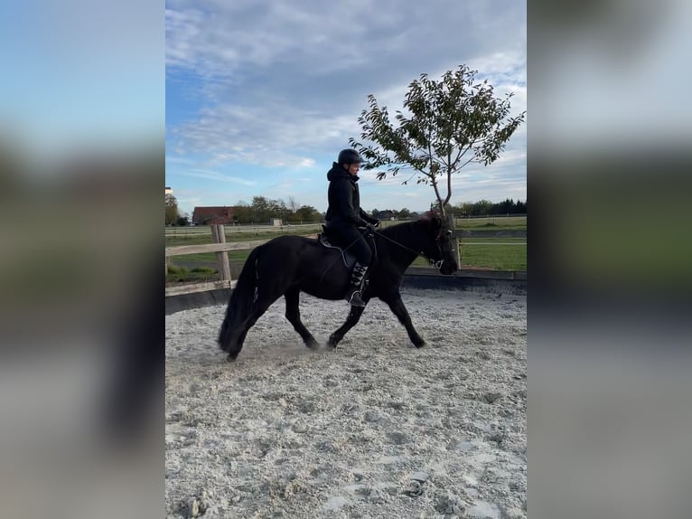 Islandpferd Stute 14 Jahre 140 cm Rappe in Petershagen