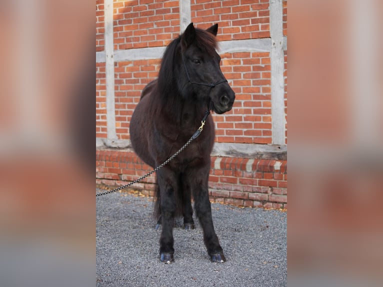 Islandpferd Stute 14 Jahre 140 cm Rappe in Petershagen