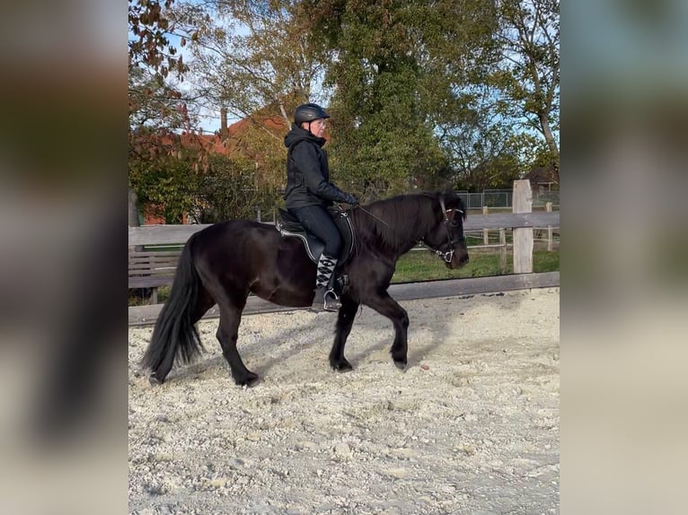 Islandpferd Stute 14 Jahre 140 cm Rappe in Petershagen