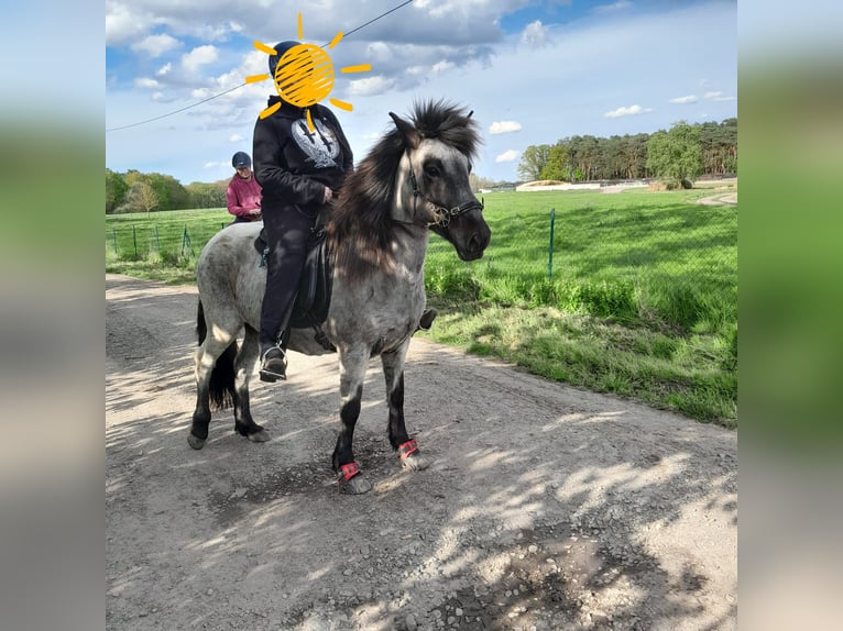 Islandpferd Stute 14 Jahre 140 cm Roan-Blue in Coesfeld