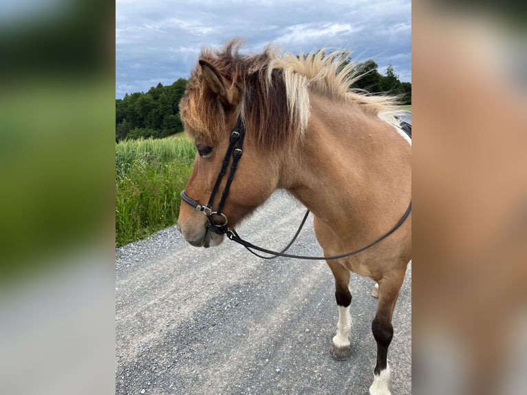Islandpferd Stute 14 Jahre 140 cm Schecke in Moosleerau