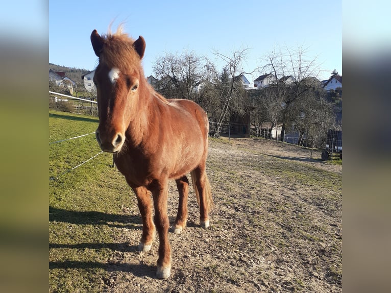 Islandpferd Stute 14 Jahre 142 cm Fuchs in Fürth