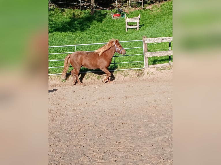 Islandpferd Stute 14 Jahre 142 cm Fuchs in Fürth