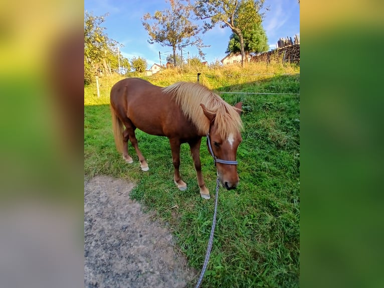 Islandpferd Stute 14 Jahre 142 cm Fuchs in Fürth