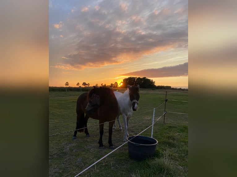 Islandpferd Stute 14 Jahre 142 cm Schecke in Schweewarden