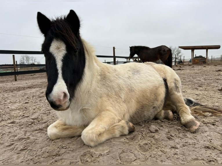 Islandpferd Stute 14 Jahre 142 cm Schecke in Schweewarden