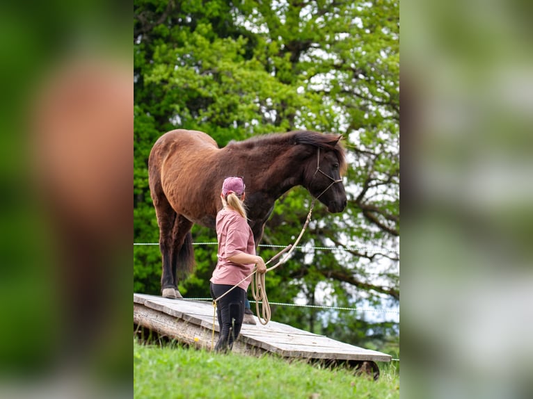 Islandpferd Stute 14 Jahre 143 cm Rappe in St.Jakob Im Rosental