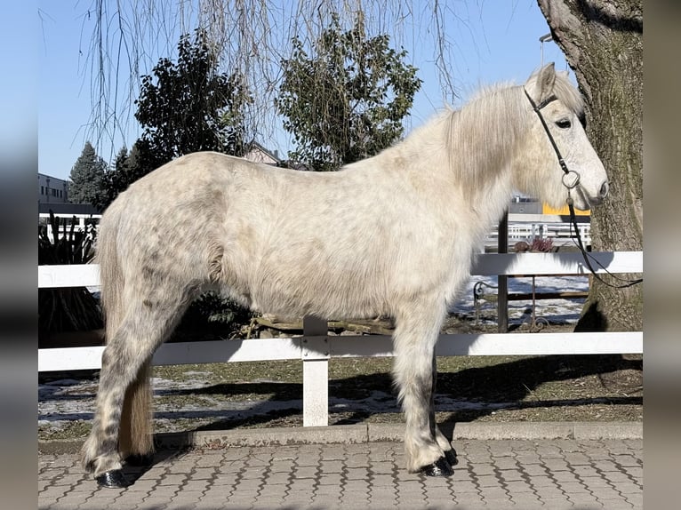 Islandpferd Stute 14 Jahre 143 cm Schimmel in Lochen am See