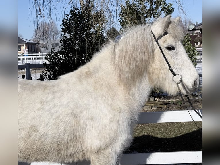 Islandpferd Stute 14 Jahre 143 cm Schimmel in Lochen am See