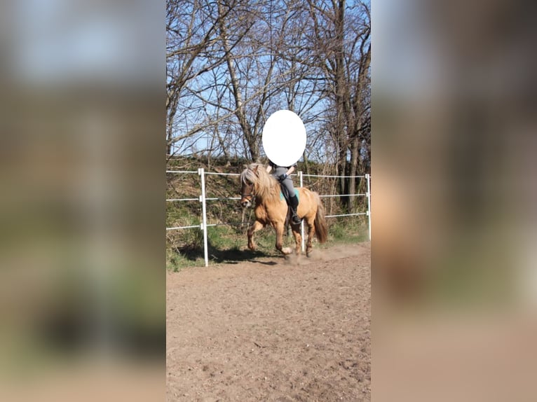 Islandpferd Stute 14 Jahre 145 cm Falbe in Schwadorf