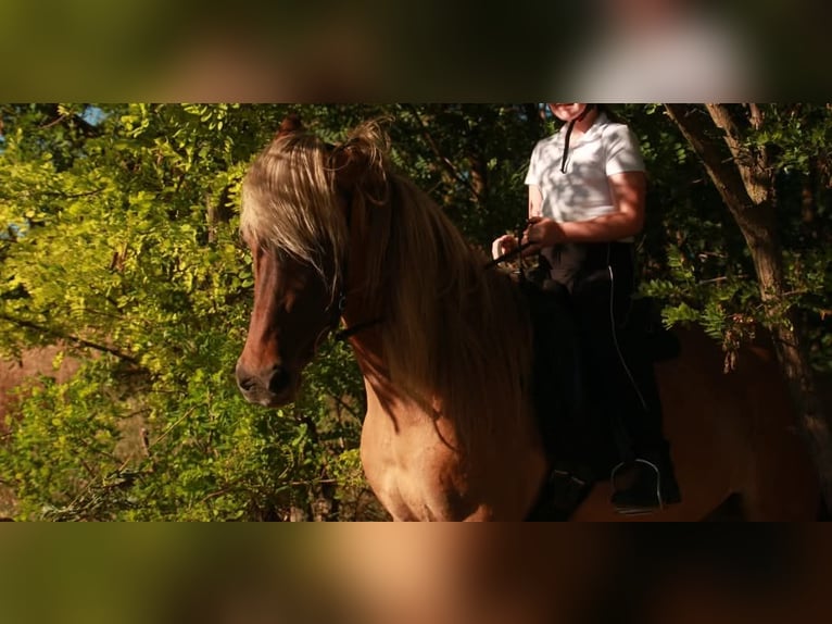 Islandpferd Stute 14 Jahre 145 cm Falbe in Schwadorf