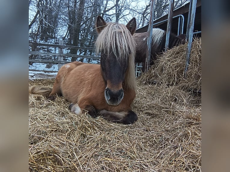 Islandpferd Stute 14 Jahre 145 cm Falbe in Schwadorf