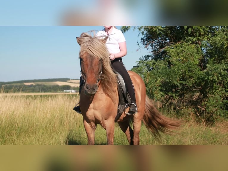 Islandpferd Stute 14 Jahre 145 cm Falbe in Rauchenwarth