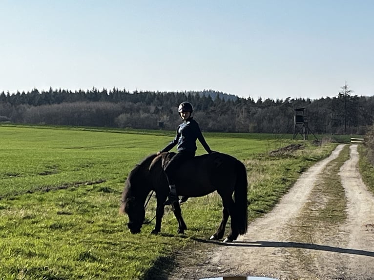 Islandpferd Stute 14 Jahre Dunkelbrauner in Graach