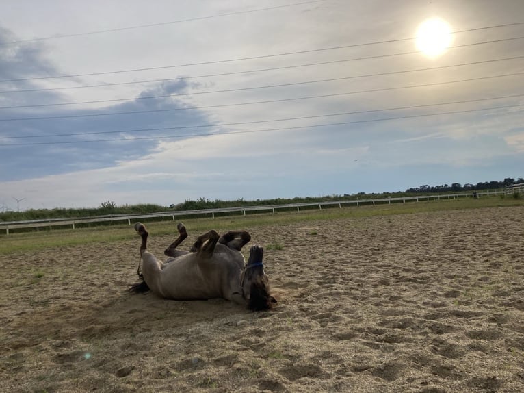 Islandpferd Stute 14 Jahre Falbe in Gänserndorf