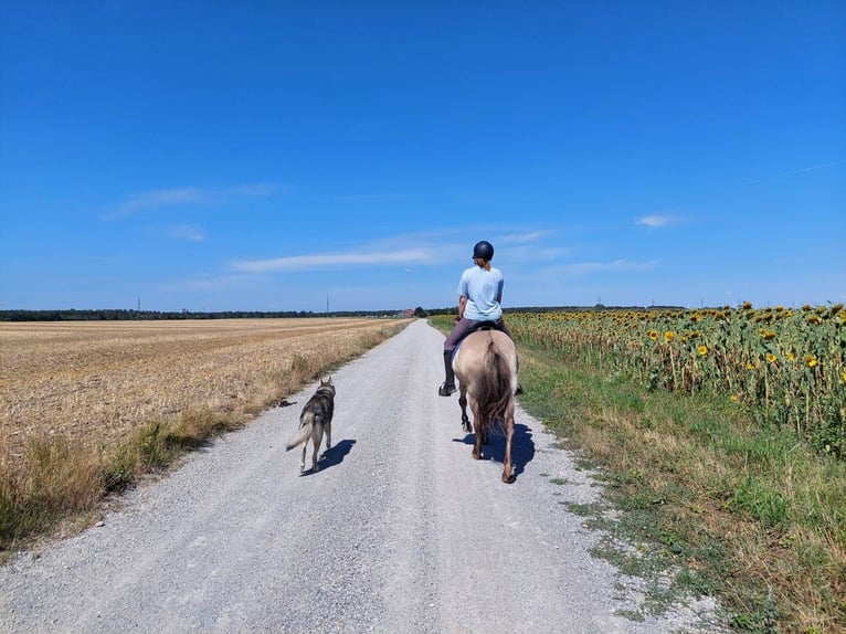 Islandpferd Stute 14 Jahre Falbe in Gänserndorf