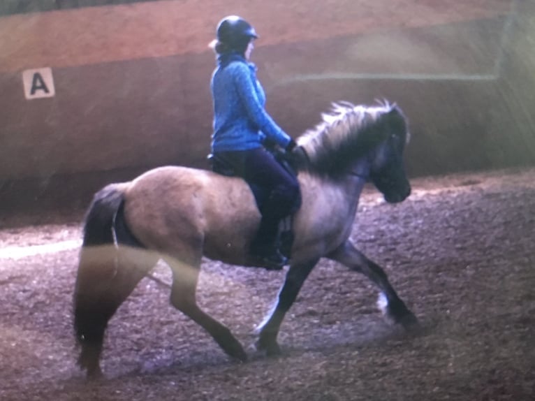 Islandpferd Stute 14 Jahre Falbe in Gänserndorf