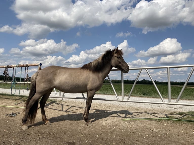 Islandpferd Stute 14 Jahre Falbe in Gänserndorf