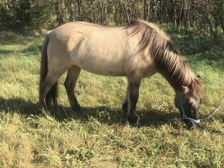Islandpferd Stute 14 Jahre Falbe in Gänserndorf