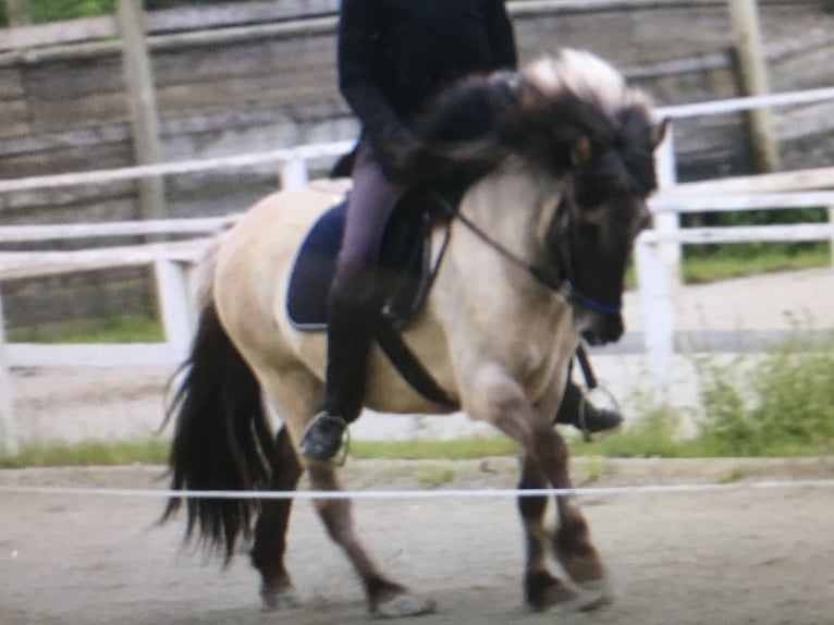 Islandpferd Stute 14 Jahre Falbe in Gänserndorf