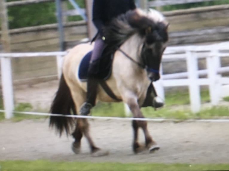 Islandpferd Stute 14 Jahre Falbe in Oberhausen