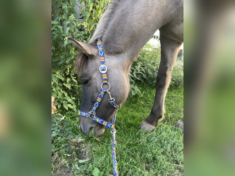 Islandpferd Stute 14 Jahre Falbe in Oberhausen