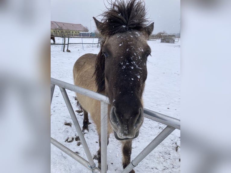 Islandpferd Stute 14 Jahre Falbe in Oberhausen
