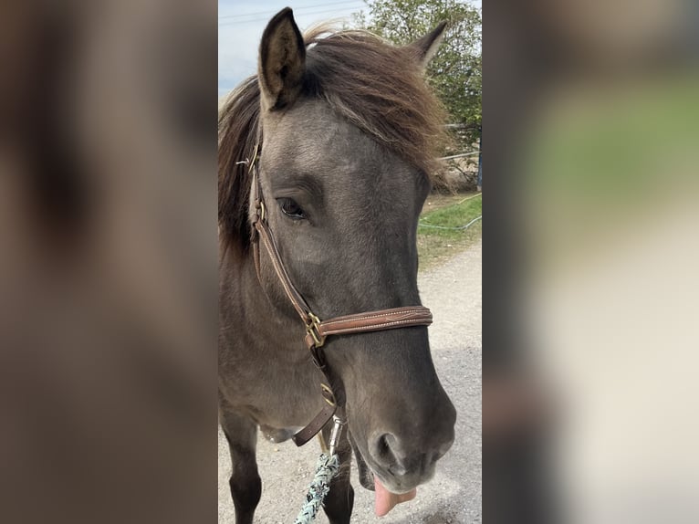 Islandpferd Stute 14 Jahre Falbe in Oberhausen