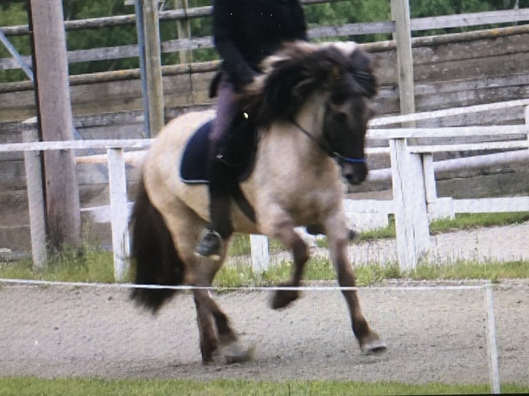 Islandpferd Stute 14 Jahre Falbe in Oberhausen