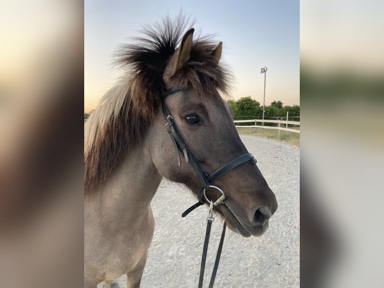 Islandpferd Stute 14 Jahre Falbe in Oberhausen