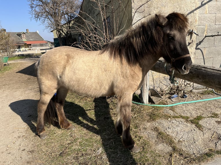 Islandpferd Stute 14 Jahre Falbe in Oberhausen