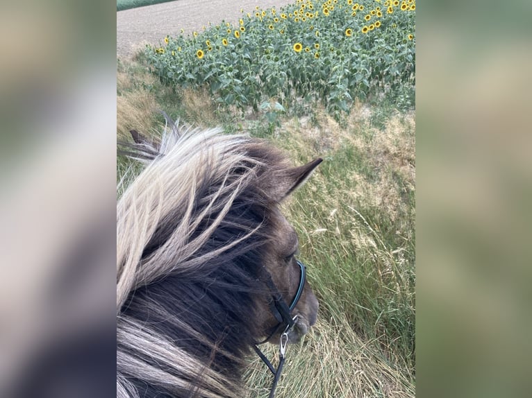 Islandpferd Stute 14 Jahre Falbe in Oberhausen