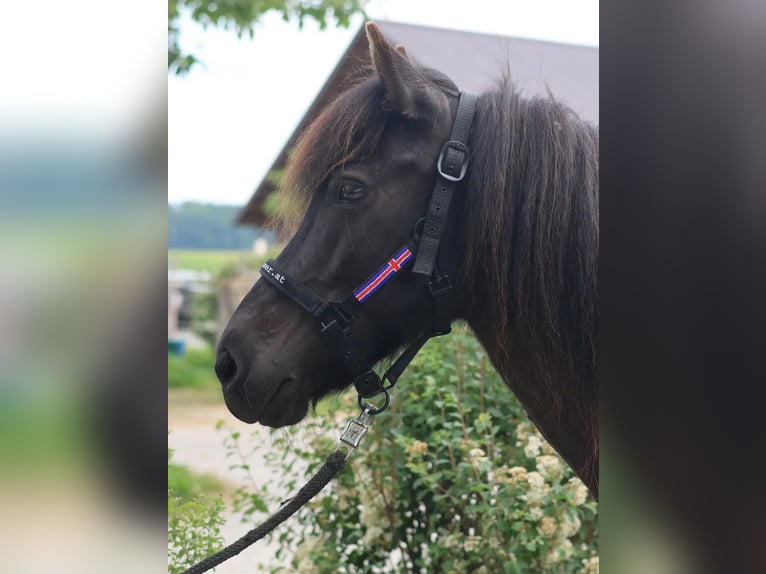 Islandpferd Stute 14 Jahre Rappe in Straßwalchen