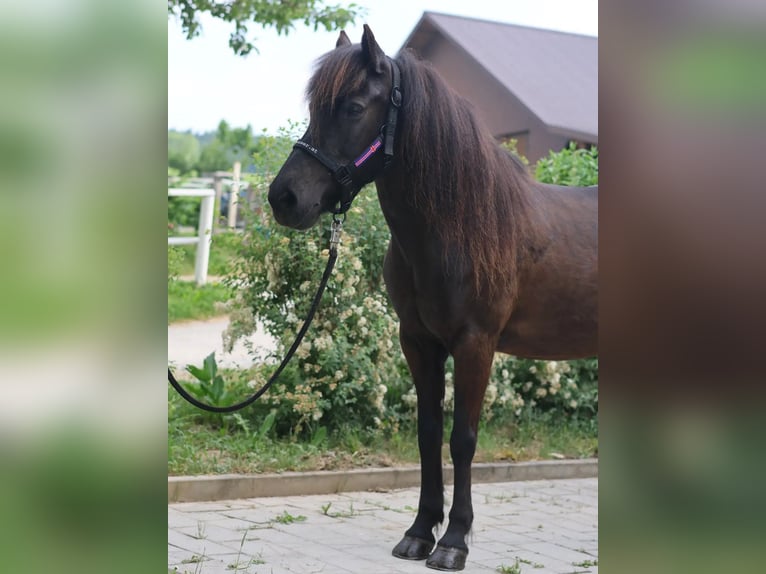 Islandpferd Stute 14 Jahre Rappe in Straßwalchen