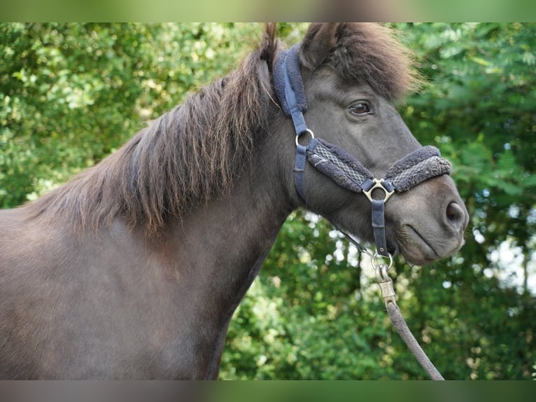 Islandpferd Stute 15 Jahre 133 cm Dunkelbrauner in Stuhr